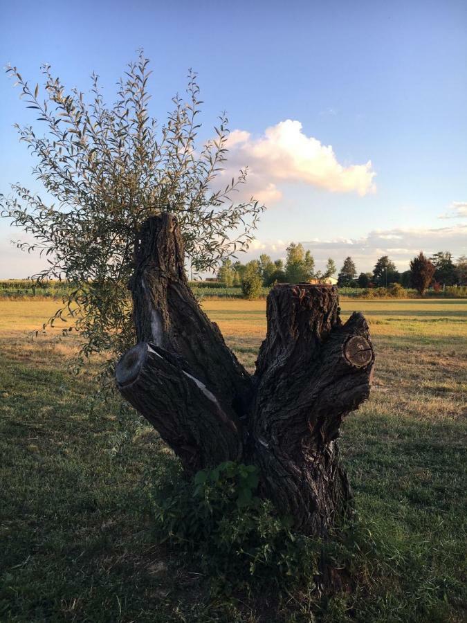 Villanova d'Asti Bed & Breakfast Il Mio Gelso المظهر الخارجي الصورة
